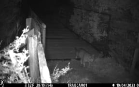 A feral cat on a monitoring camera.