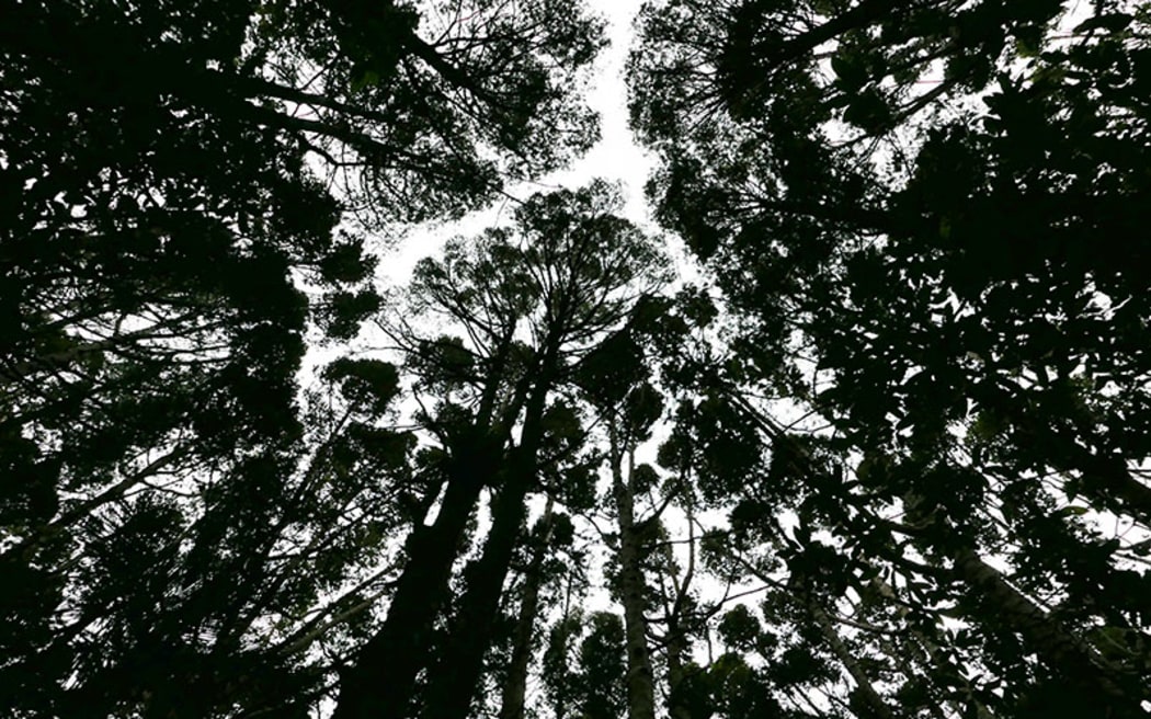 Kauri canopy at Parry Kauri Park