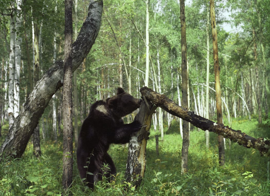 A brown bear in a Siberian forest.