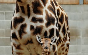 Auckland Zoo's new female giraffe with her mother.