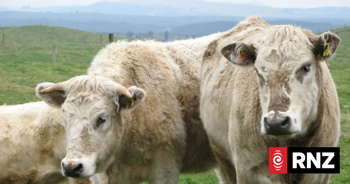 Beef boom pushes up NZ cattle numbers, while sheep flock continues to shrink - new survey