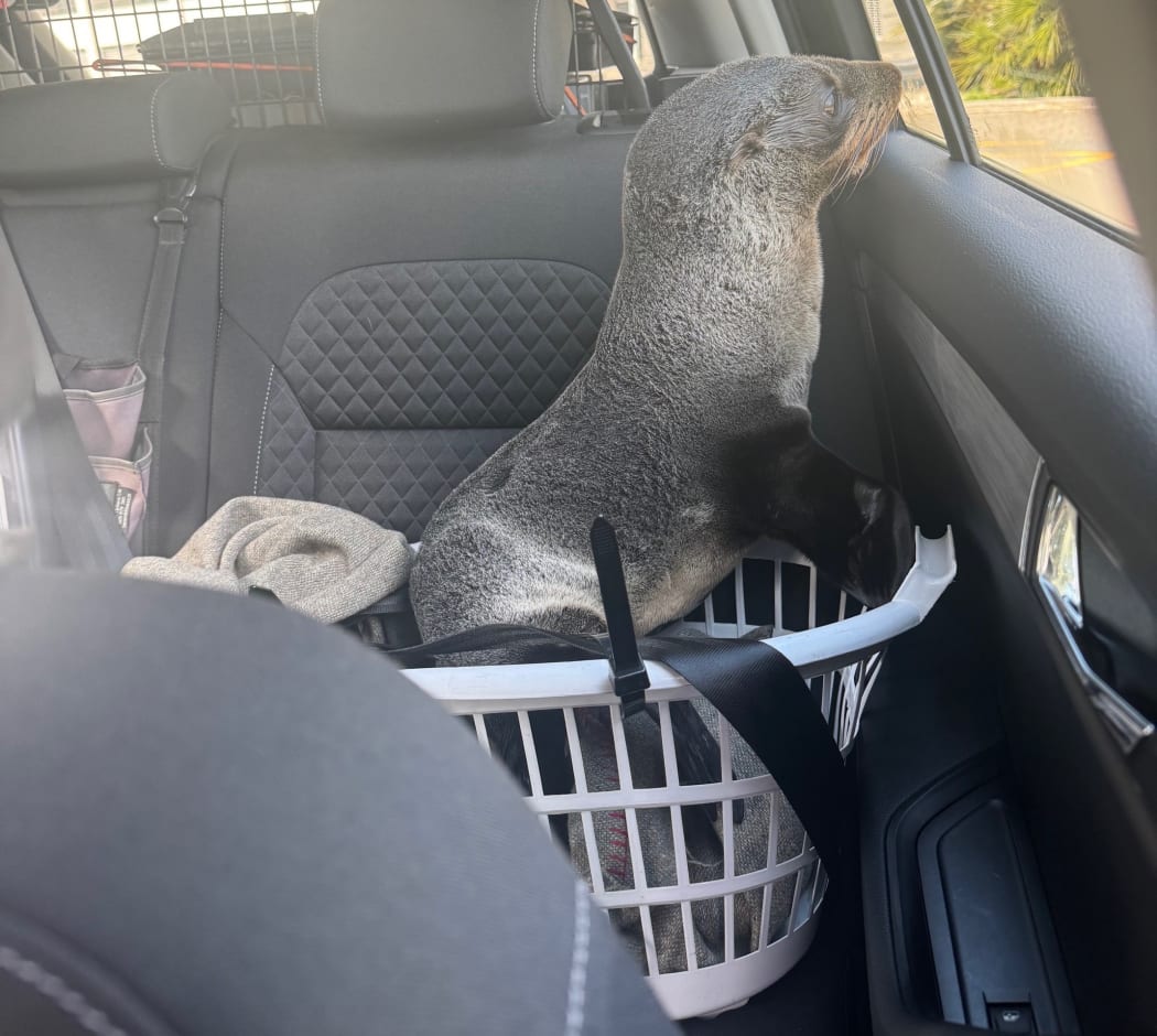 Police have rescued a seal pup who was found wandering on a Tasman highway - only for it to try escape again and get itself loose in the back of the police car.