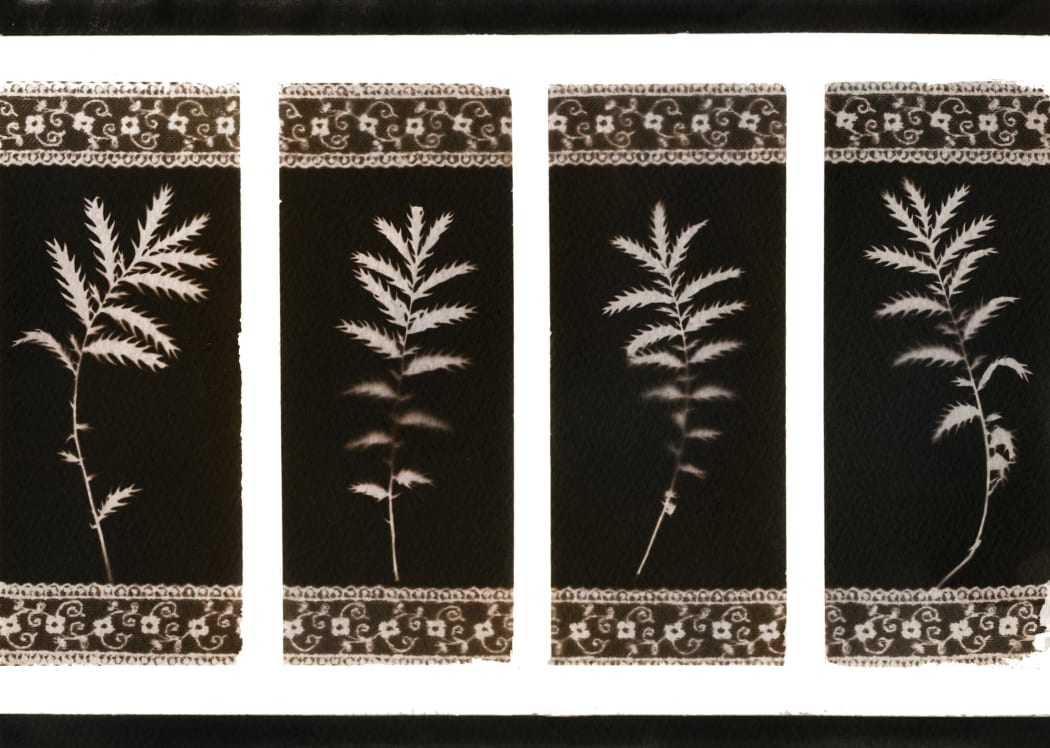 Feathers and Ferns, from 'Book Marks' series 2013, cameraless photogenic drawing