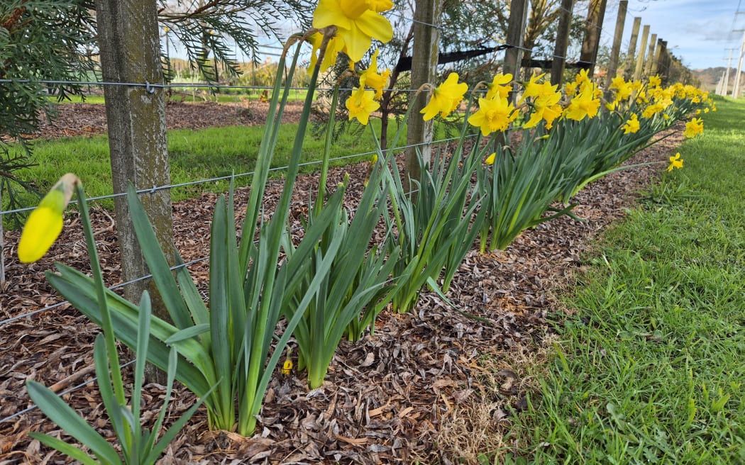 Daffodils have started to bloom.