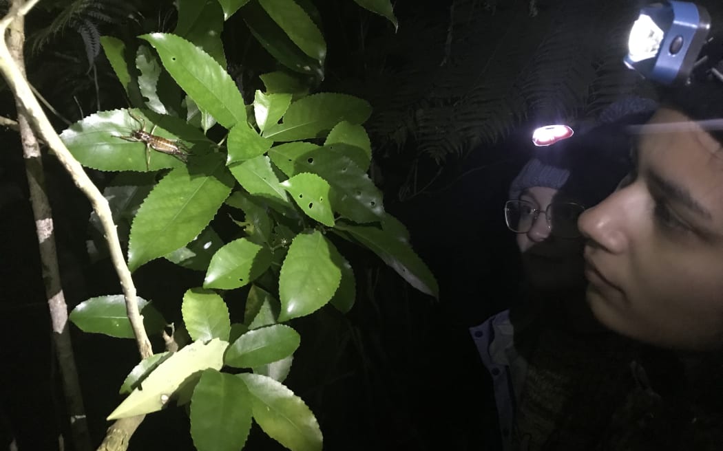A person wearing a headtorch at night illuminates a wētā sitting on a leaf
