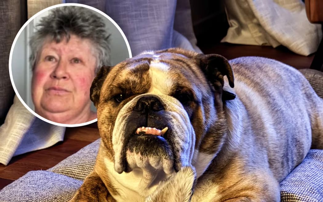 Winston, a bulldog that died shortly after being in the care of Judith Webby (inset), a woman with a chequered history, who also abused Winston's owners.