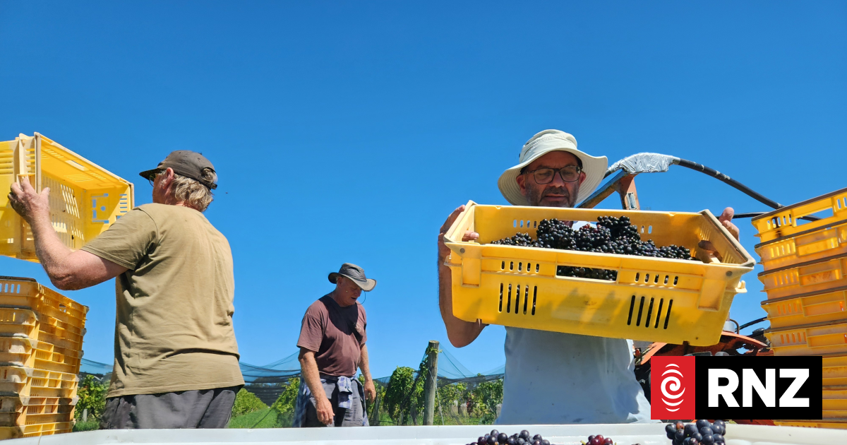 Country Life: Pick and be merry - harvest time under a big sky