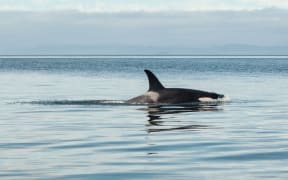 orca / killer whale