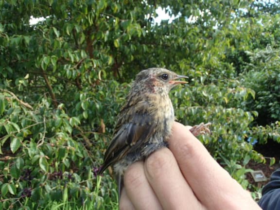 A small bird in the hand - it looks a little ruffled.