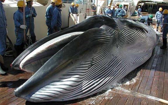 A Bryde's whale on the deck of a Japanese research ship.