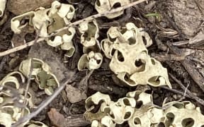 Resurrection Lichen