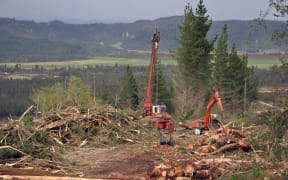 Logging of pinus radiata, westland, New Zealand.