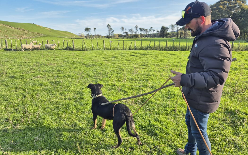 Miley's training sessions have increased has her confidence has grown and today she's in a paddock with a new mob of sheep.