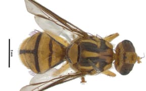 A 1.5km exclusion zone has been set up around where the Tau fly was found in Manurewa.