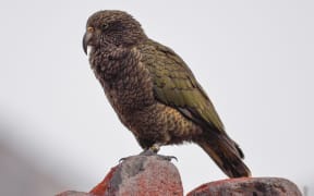 An olive-green parrot with a large beak standing on top of a rock covered with red lichen.