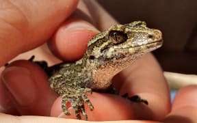The Okarito gecko is patterned in lichen-like shades of grey, green and brown, making them well camouflaged in their environment and very difficult to find.