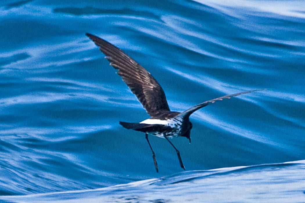 A little New Zealand storm petrel flying just above the sea surface with its legs dangling
