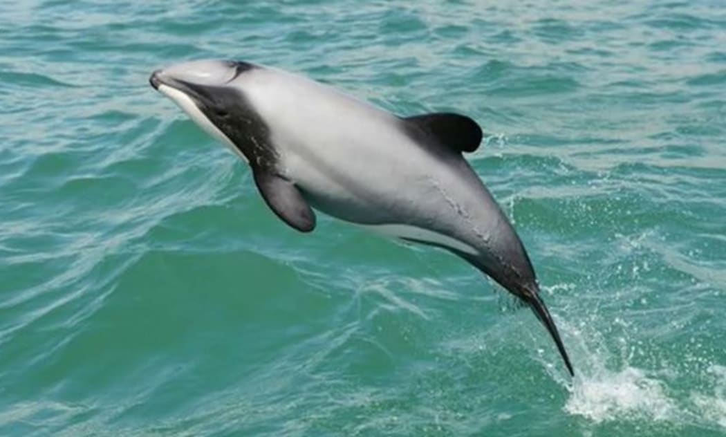 A Hector's dolphin at play.