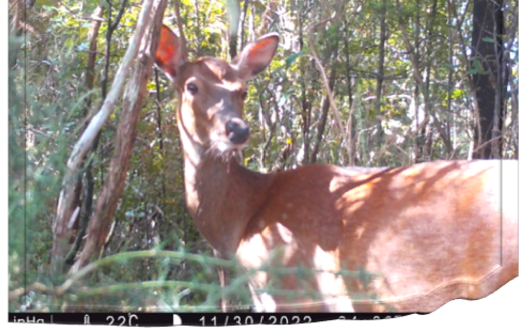 You're on candid camera! A sika hind is captured by a trail cam in Russell State Forest.