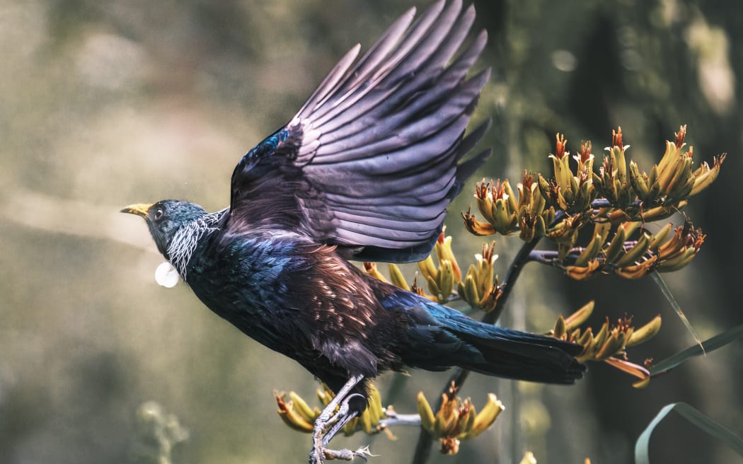 Predator Free Wellington said its efforts to eliminate predators have led to a doubling of native bird life in the Miramar Peninsula.