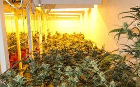 Police seized 891 cannabis plants from a converted bank in Temuka’s main street.