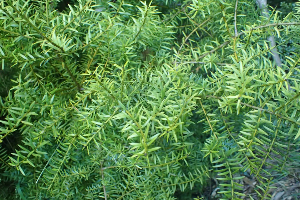 Podocarpus Totara