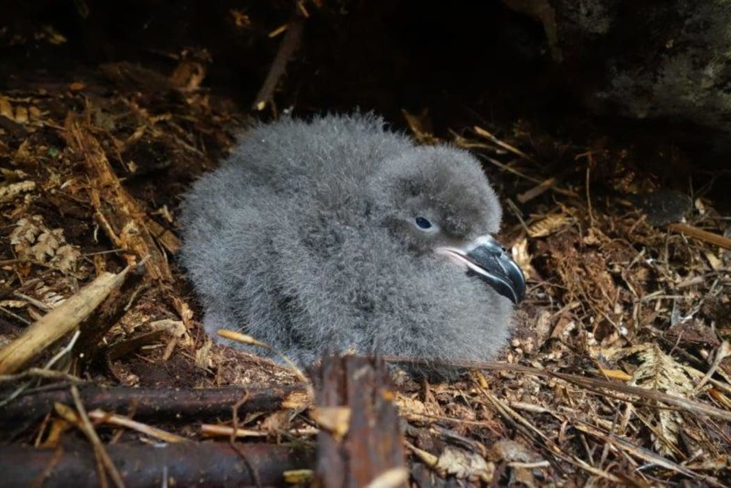 A Chatham Island taiko chick in its underground nest