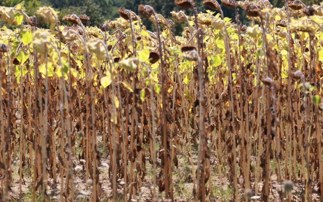 Sunflower fields in drought-stricken Montaigu-Vendee, western France.