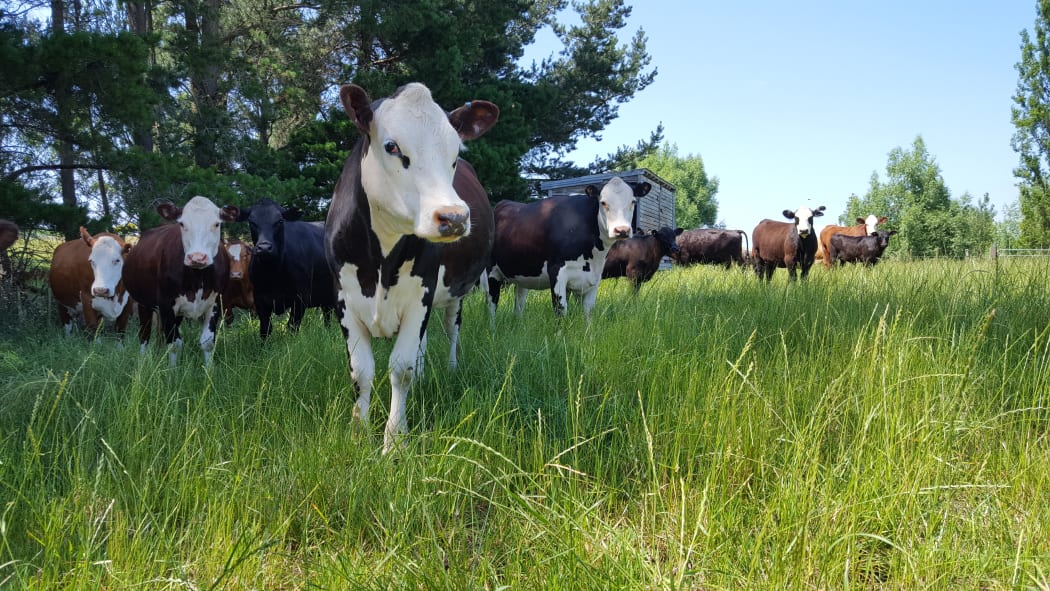 Cows on Angela Payne's farm