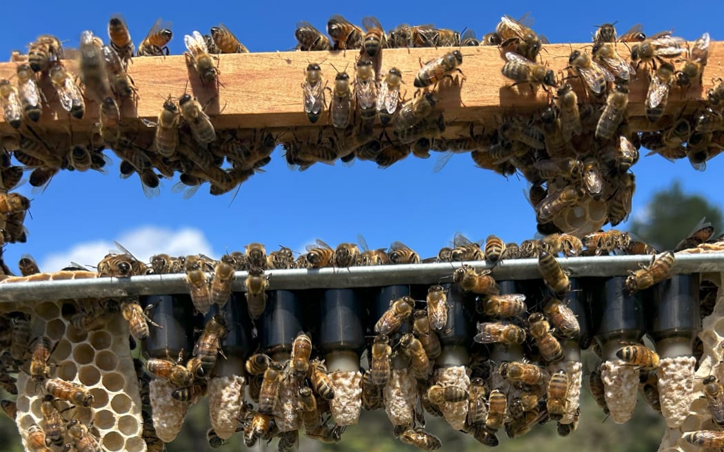 Shayne rears queen bees to replace older queens in order to keep colony numbers up and maximise honey flow. He uses a grafting technique to collect and place the correct size larvae into special queen cell cups.