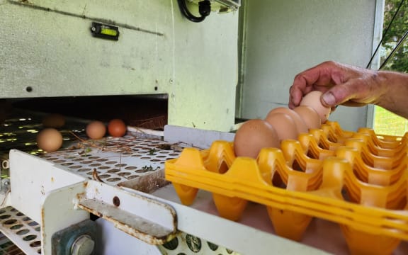 Eggs being collected from the rollaway nesting system