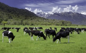 dairy cows grazing in a field