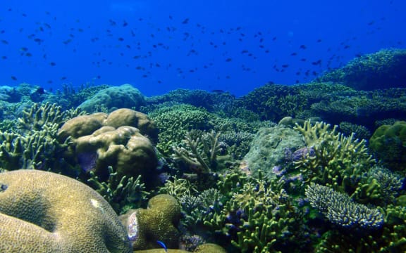 Coral Reef, live