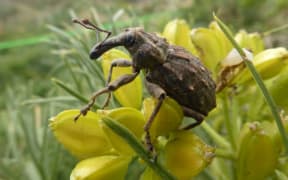 The Coxella Weevil