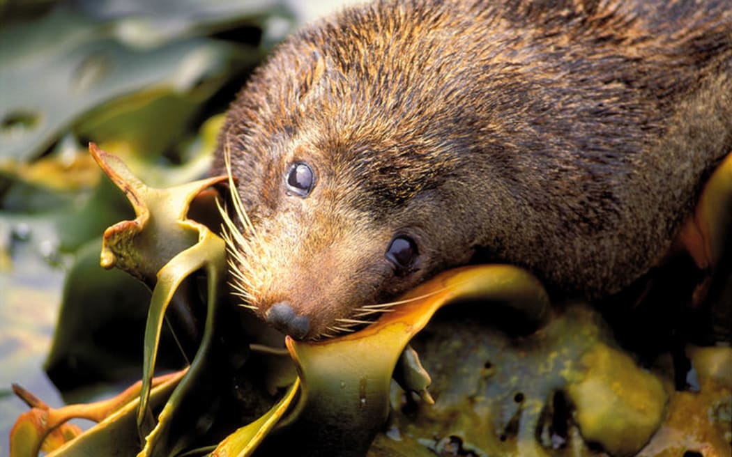 NZ fur seal