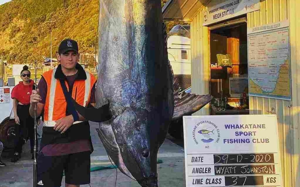A giant black marlin caught by Whakatāne teenager Wyatt Johnston.
Wyatt, 15, is on track to break record of New Zealand Junior on 37kg line class with the catch.
.
