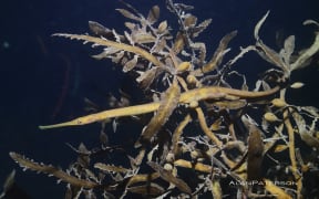 Long-snouted pipefish