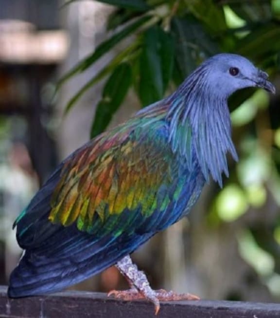 The Nicobar Pigeon.