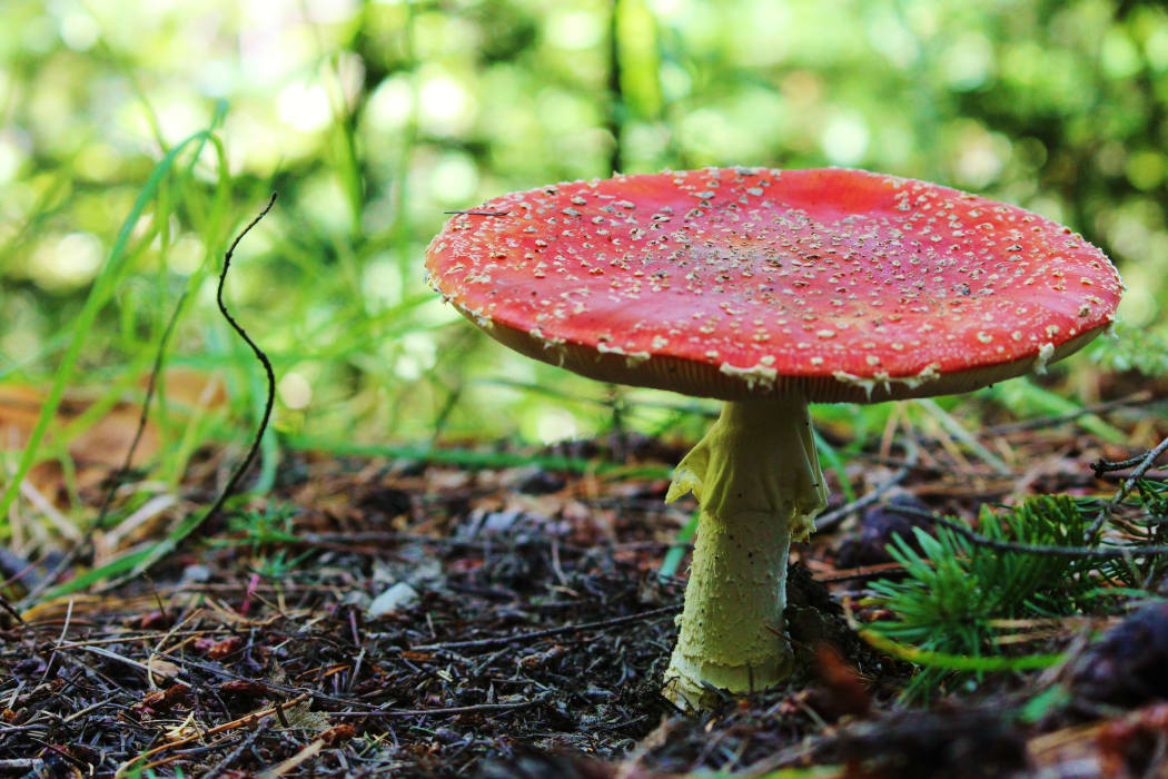Flyagaric mushroom in New Zealand. Photo taken near Queenstown.