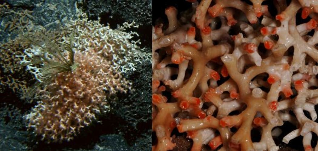 Image of the seafloor at 1200 metres depth with the scleractinian stony coral Goniocorella dumosa and feathery crinoids attached. On the right a specimen image shows the complex 3-D matrix and distinct orange-pink cups with live polyps.
