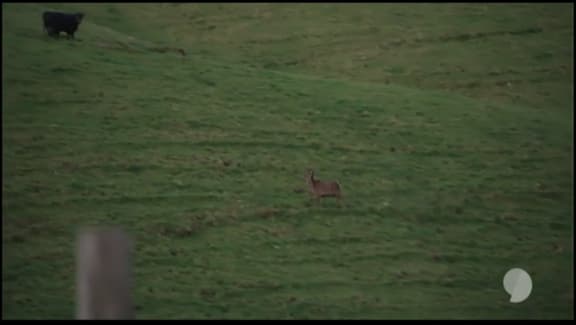 pisture showing a cow in the background when a deer was shot on Story's hunting trip with Simon Lusk.