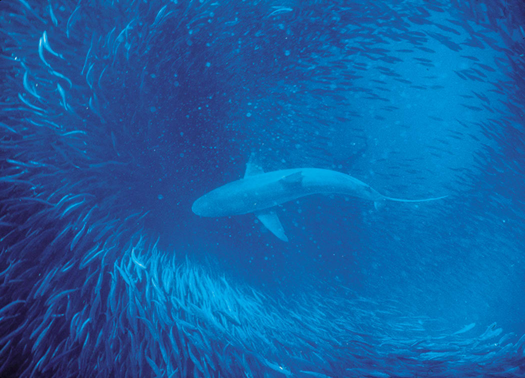 Bronze whaler swims through school of sardines on South Africa's Wild Coast. Can biodiversity be sustained without sacrificing fish catches?