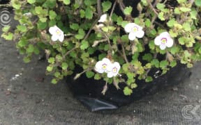 Auckland sprawl forces nurseries to close