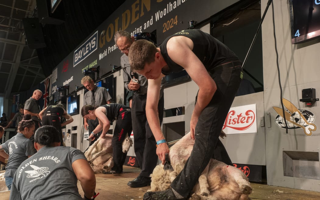 The novice shearing final at the Golden Shears 2024
