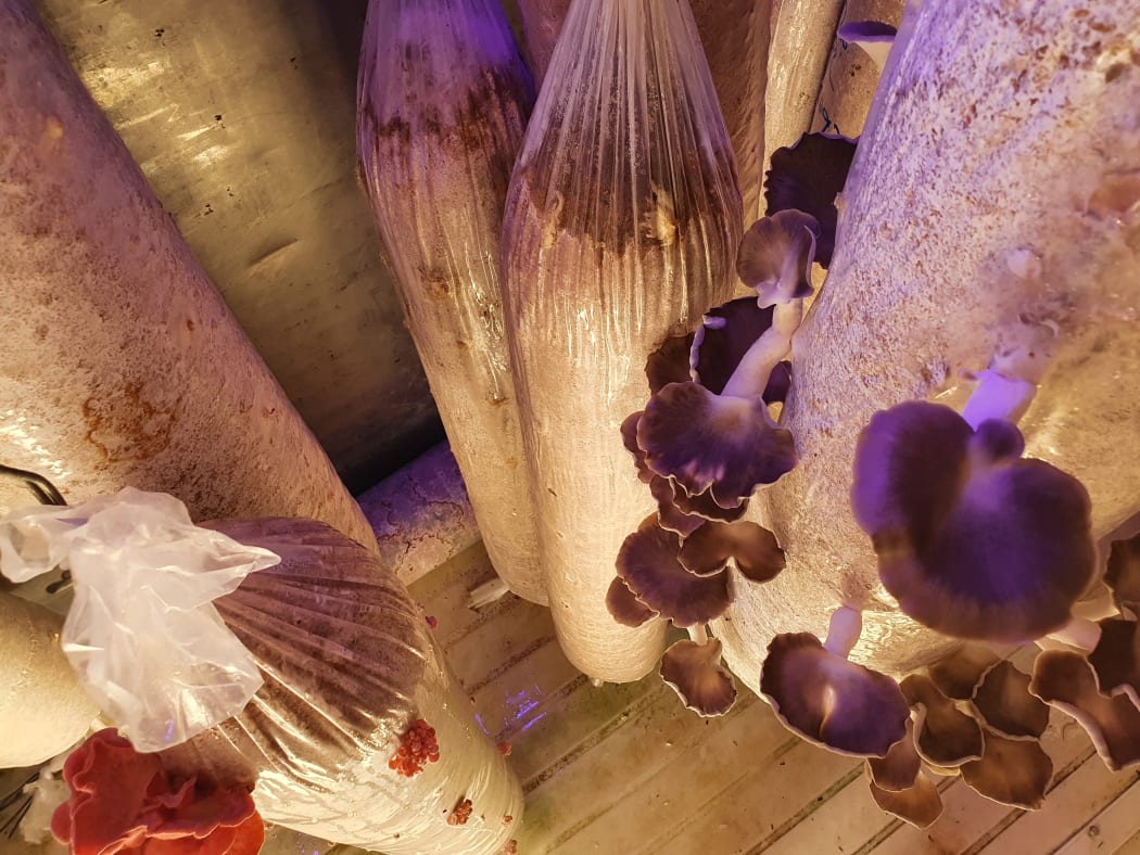 Oyster mushrooms nearly ready for harvest