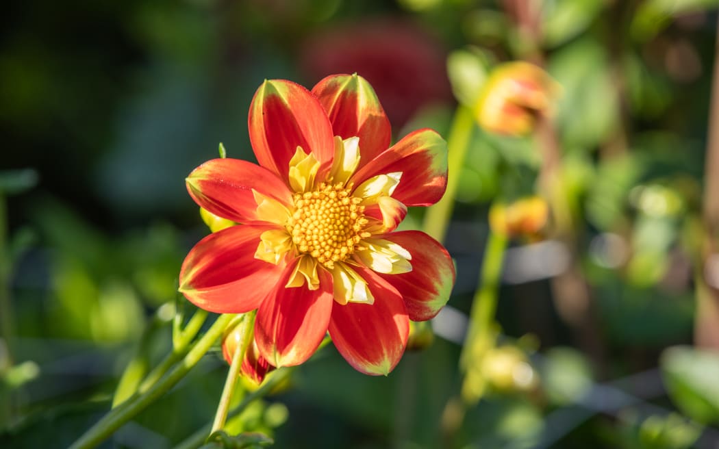 Pooh is a standout orange and yellow dahlia at the Bloom Flower Farm.