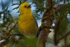 The mohua or yellowhead is one of the vulnerable native bird species threatened by rats and stoats during a mast seeding event.