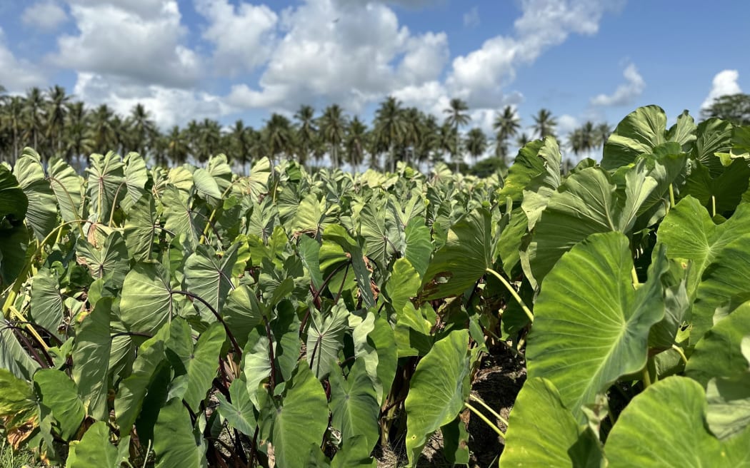 Wantok Produce Ltd, and aided by the PNG National Agricultural Research Agency (NARI) he is hoping this container of high quality taro is just the beginning of something much bigger.