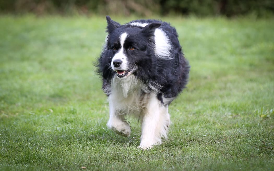 Boarder collie on an organic farm.