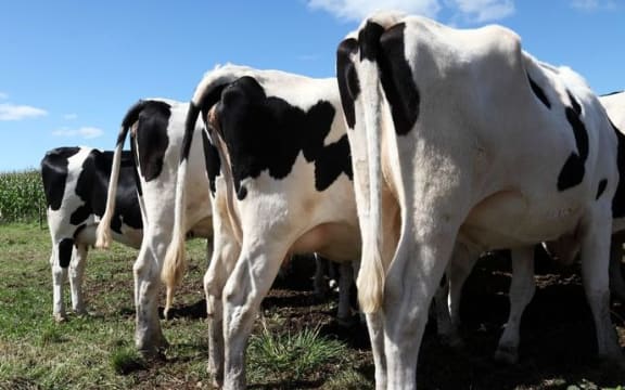 Cows in a paddock facing away. Methane. Greenhouse gas. Agriculture.